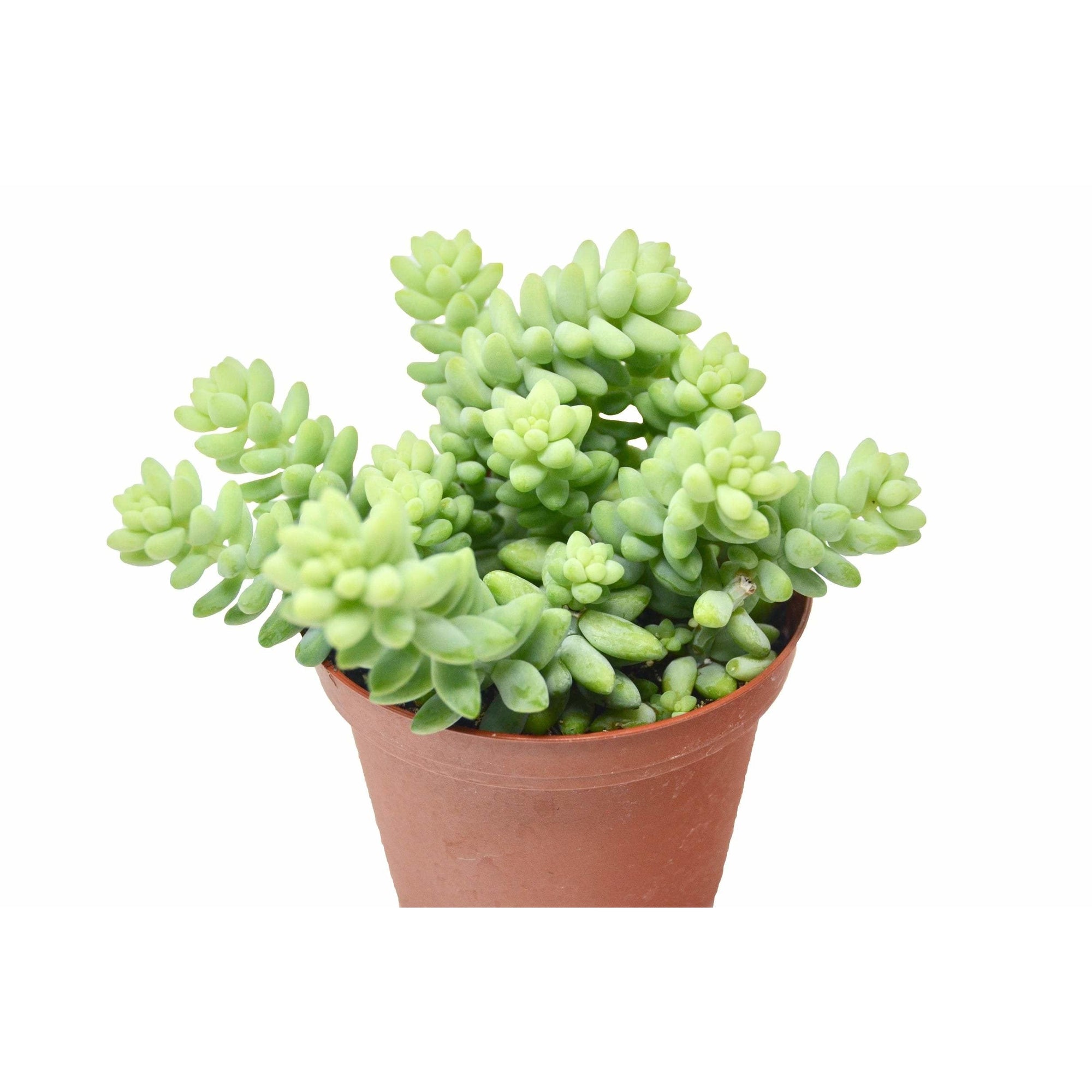 Sedum White Stone Crop Succulent