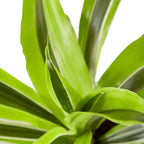 Dracaena Deremensis Lemon Lime