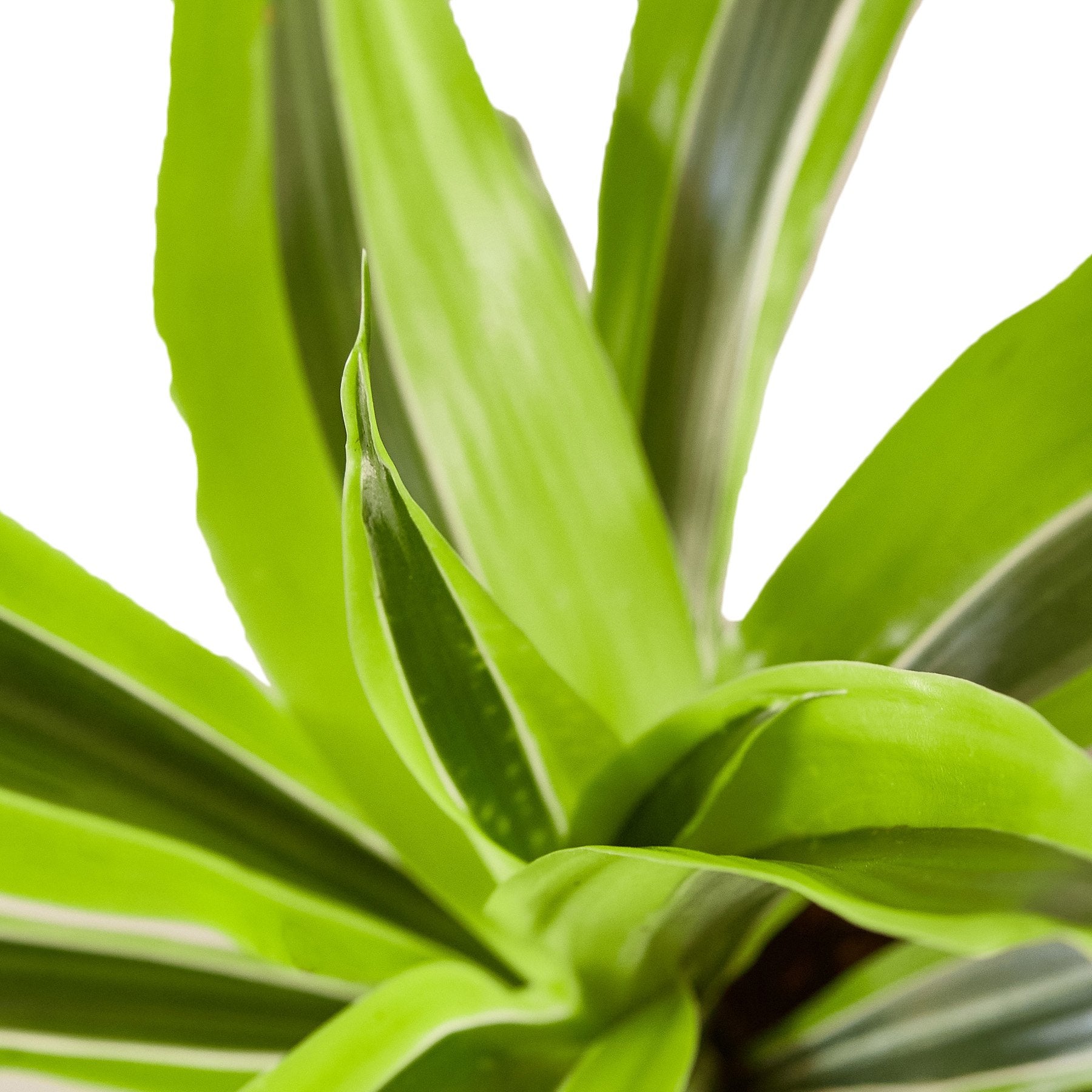 Dracaena Deremensis Lemon Lime