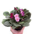 African Violet
