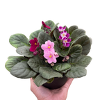 African Violet