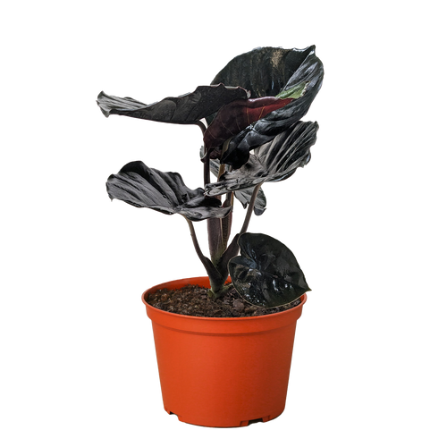 Alocasia 'Black Infernalis'