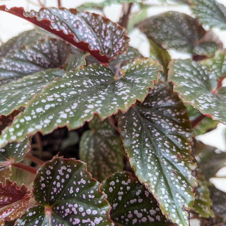 Begonia Corallina