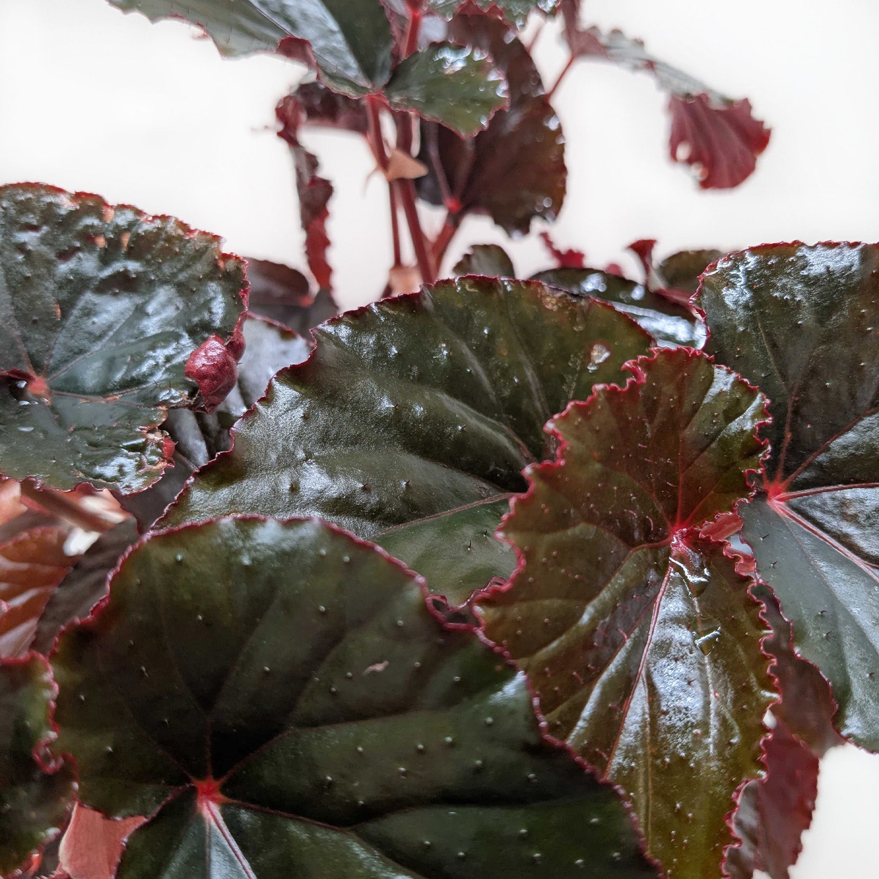 Begonia Black Magic