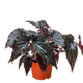Begonia Black Magic