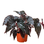 Begonia Black Magic