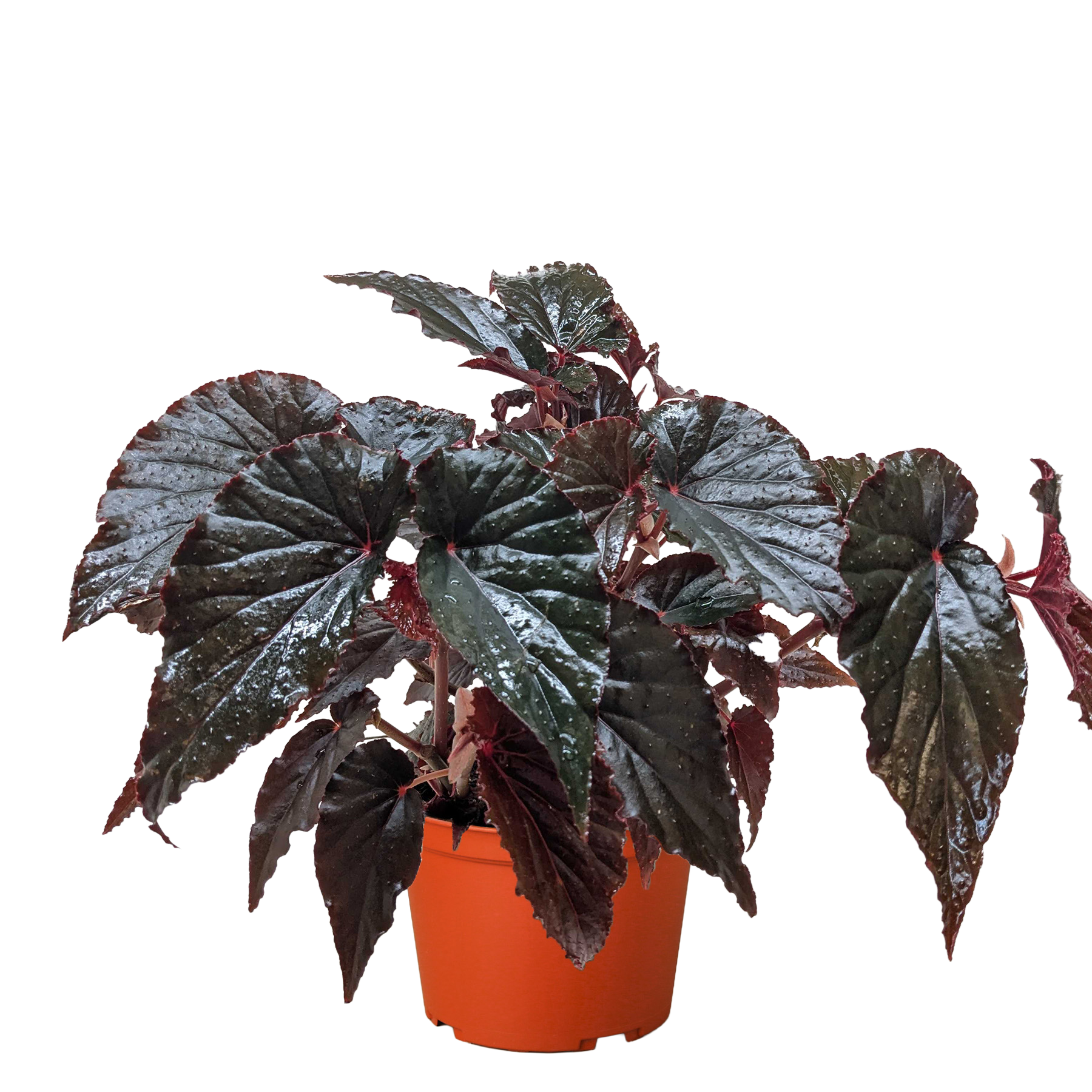 Begonia Black Magic