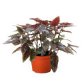 Begonia Corallina