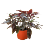 Begonia Corallina