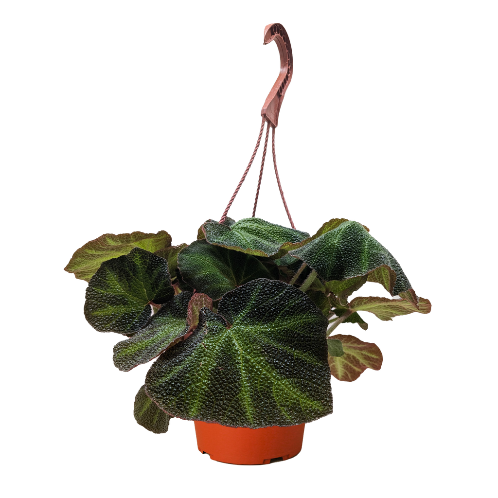 Begonia Soli Mutata