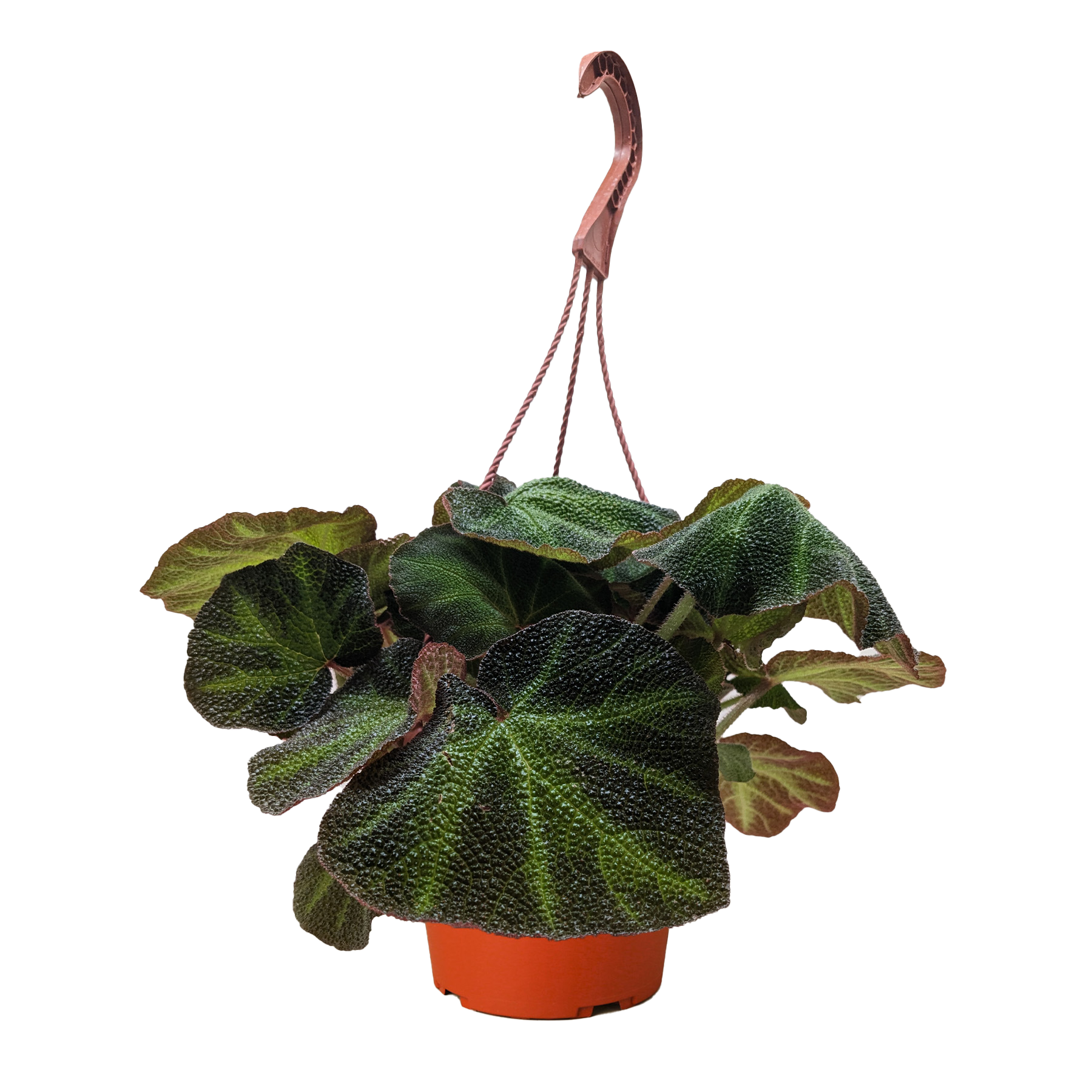 Begonia Soli Mutata