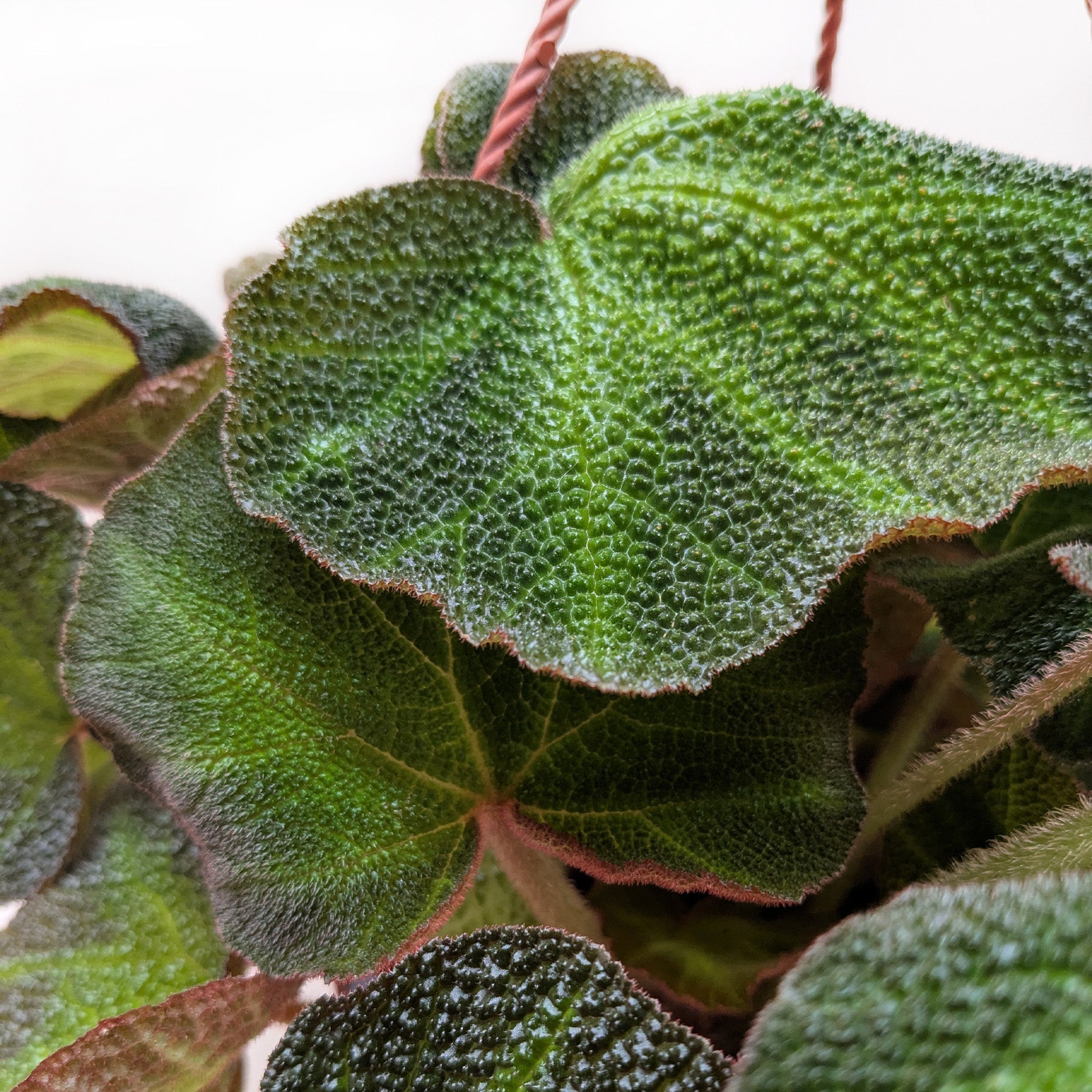 Begonia Soli Mutata