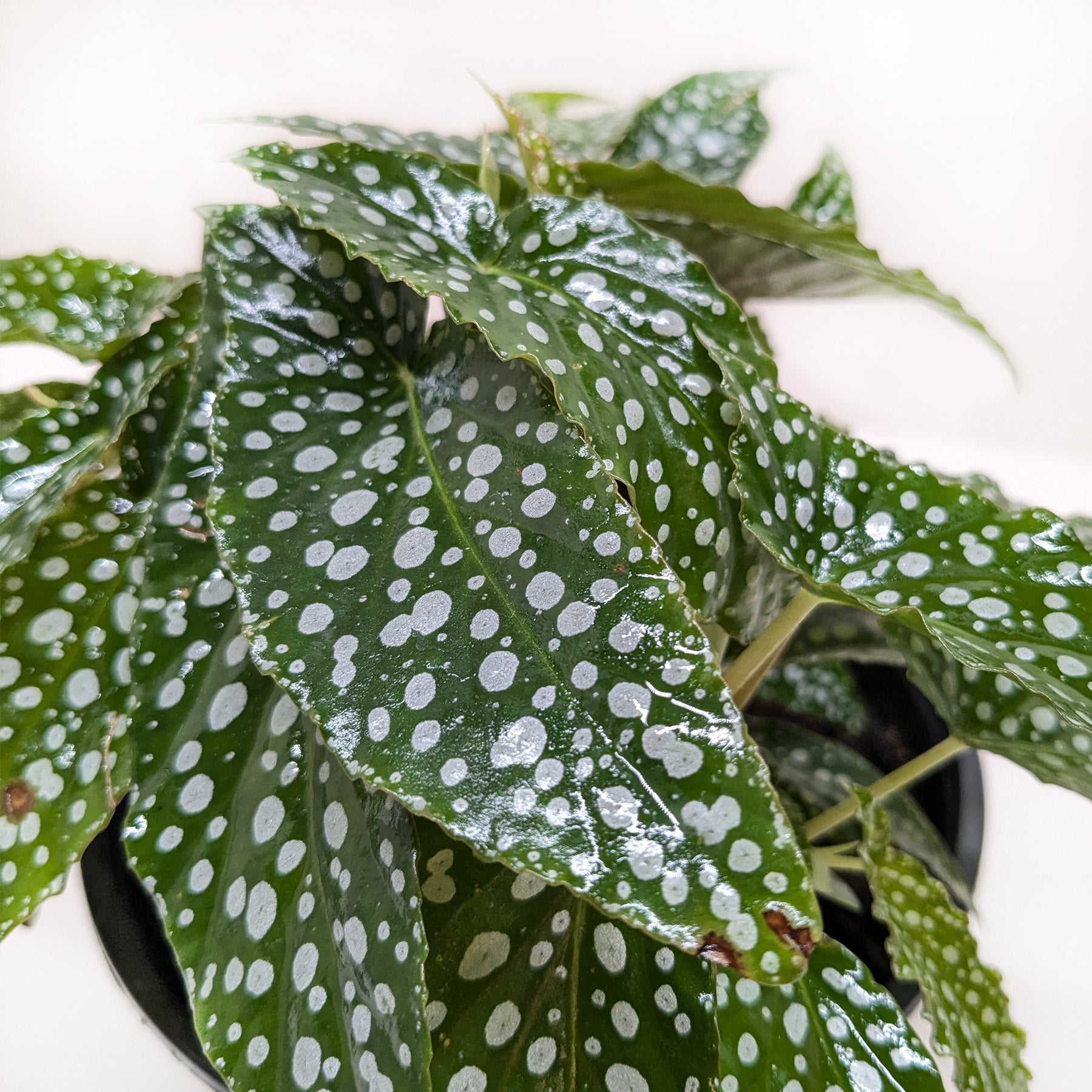 Begonia White Ice