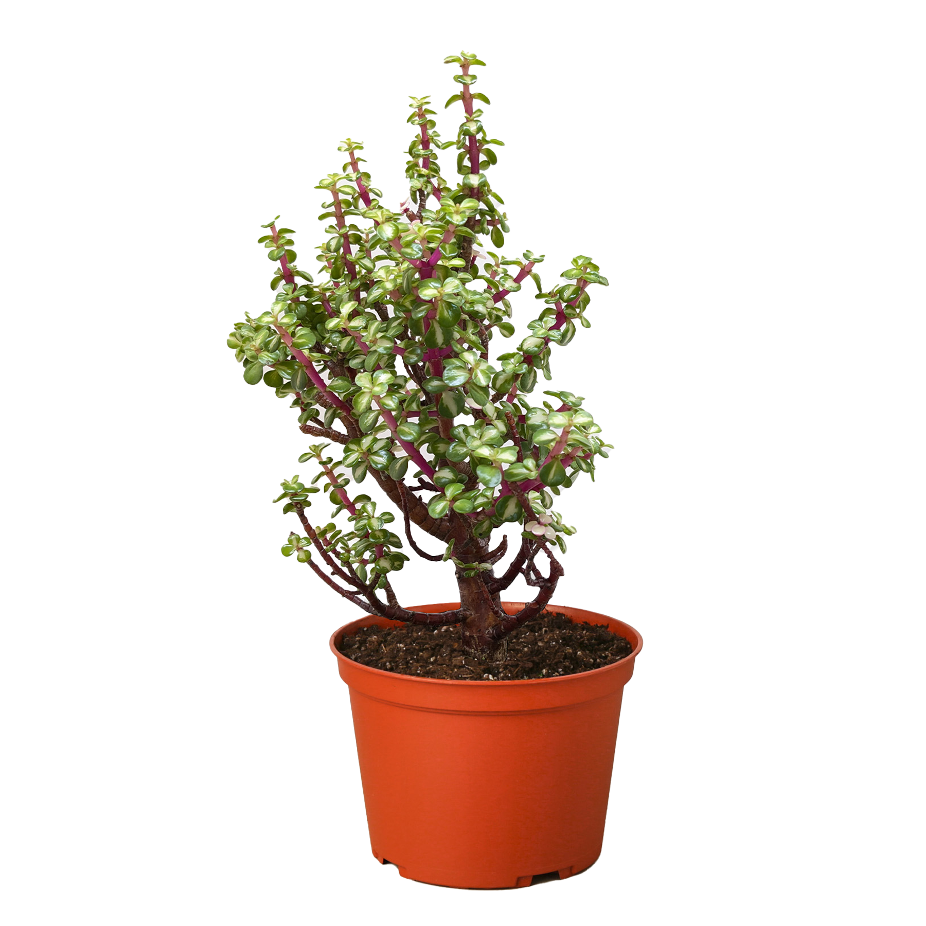 Bonsai Jade Dwarf Rainbow