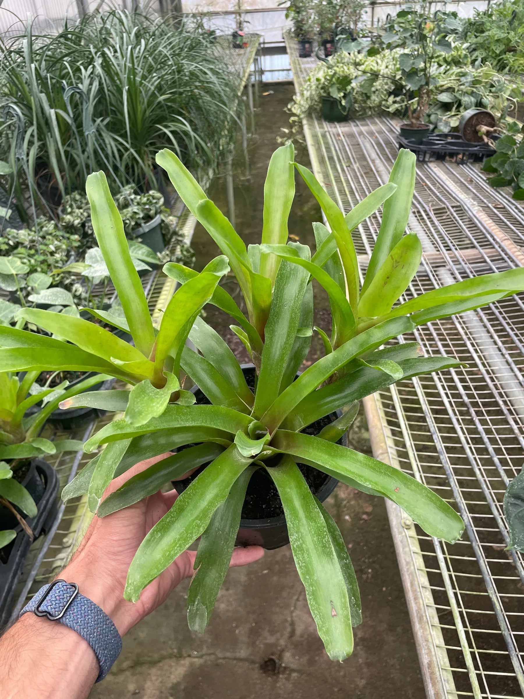 Bromeliad Fireball