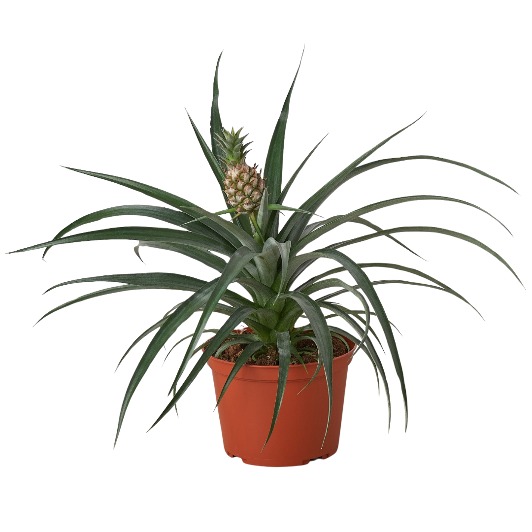 Bromeliad Yellow Pineapple 6 Pot