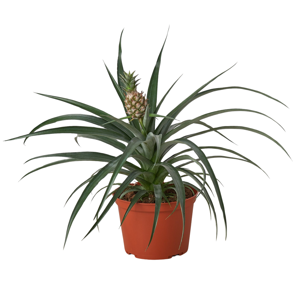 Bromeliad Yellow Pineapple 6 Pot