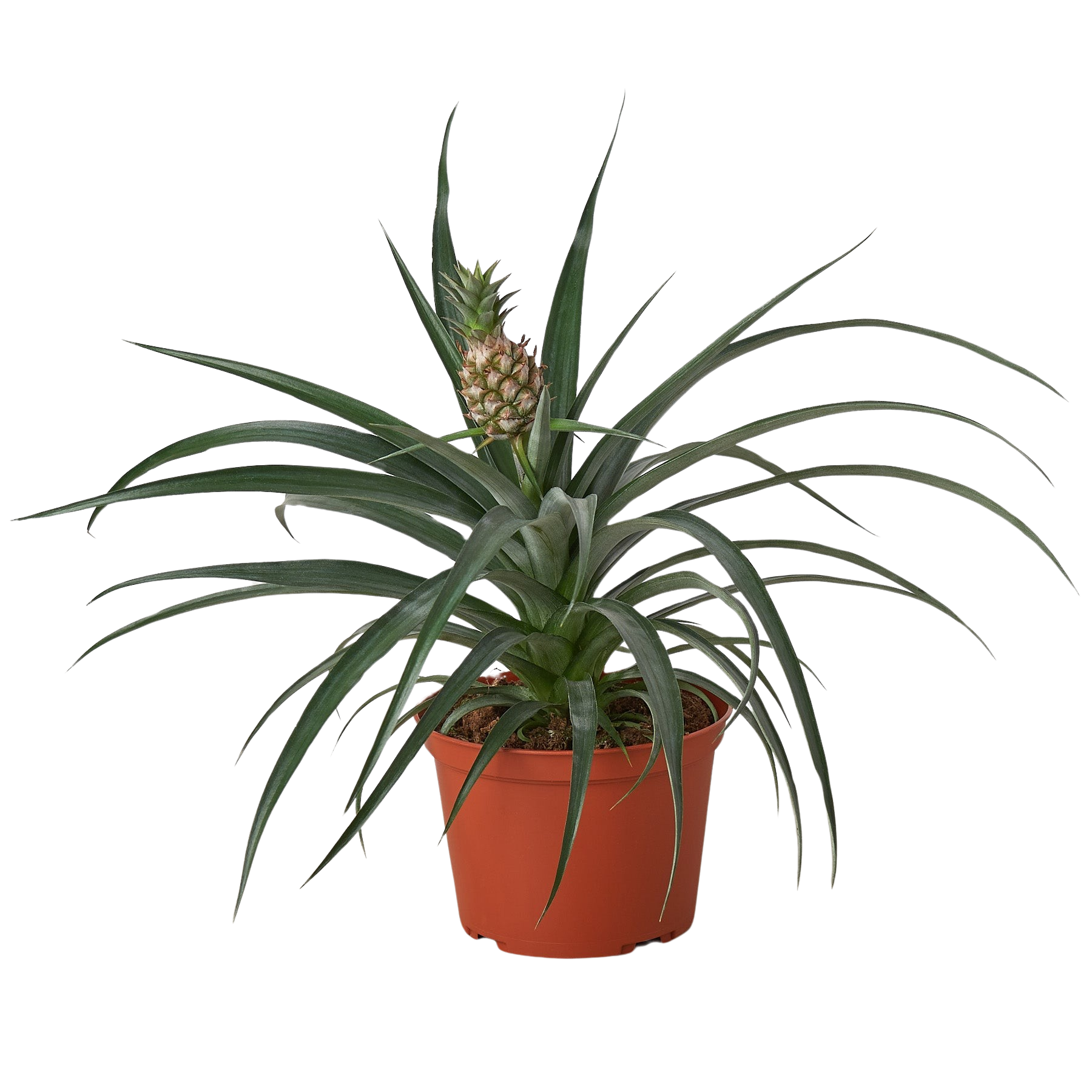 Bromeliad Yellow Pineapple 6 Pot