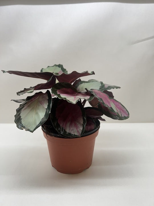 Calathea Roseopicta Silvia