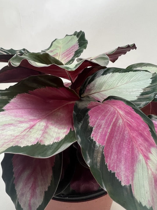 Calathea Roseopicta Silvia