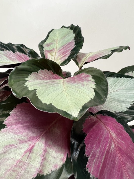 Calathea Roseopicta Silvia