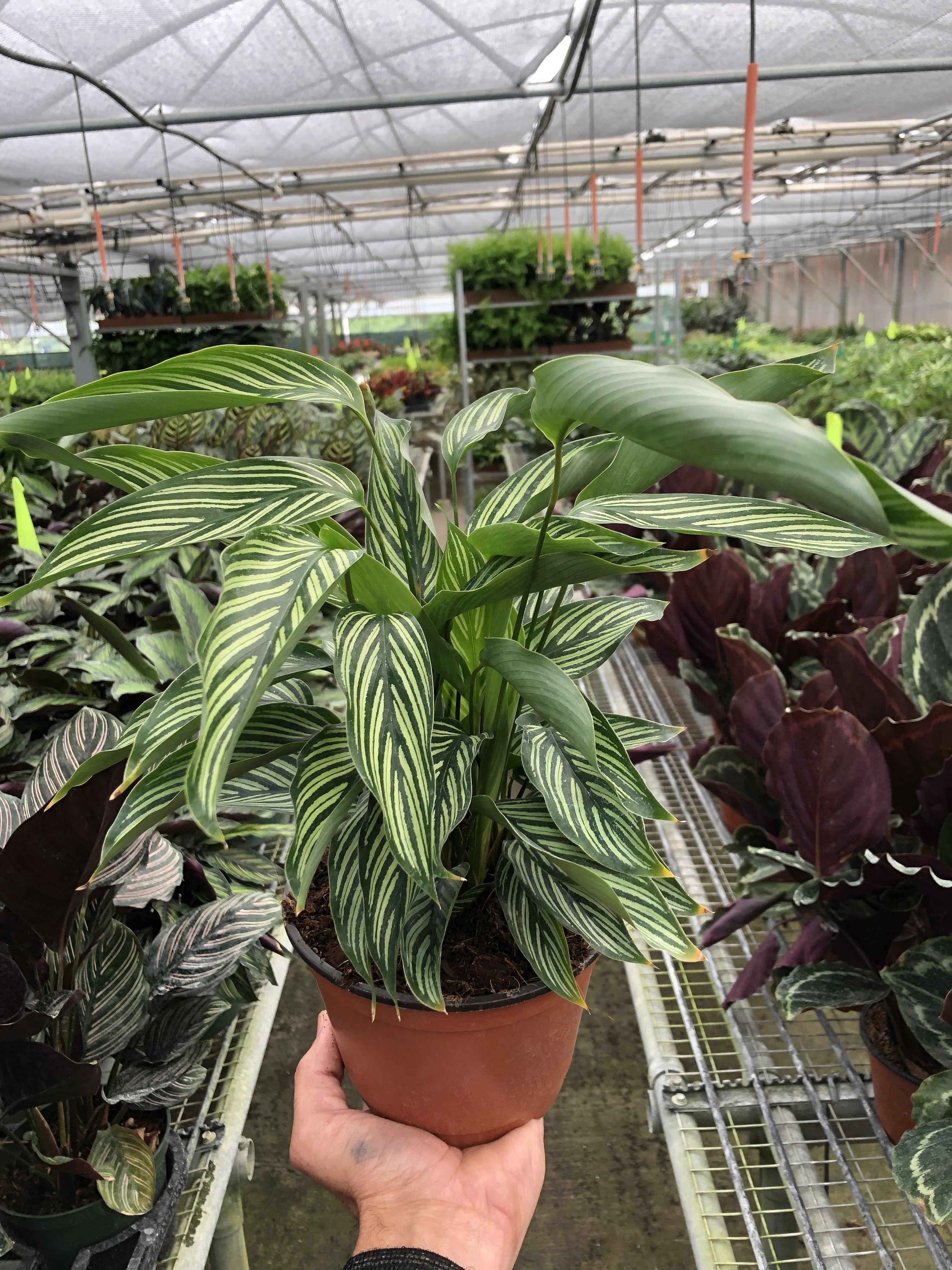 Calathea Vittata