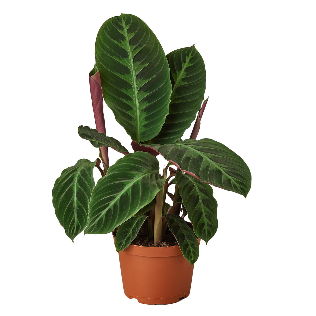 Calathea Warscewiczii 6 Pot