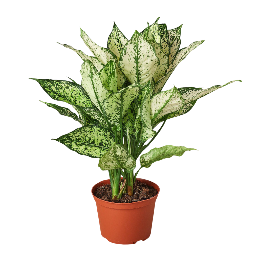 Chinese Evergreen First Diamond