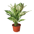 Chinese Evergreen First Diamond