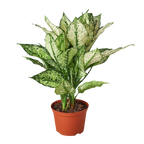 Chinese Evergreen First Diamond