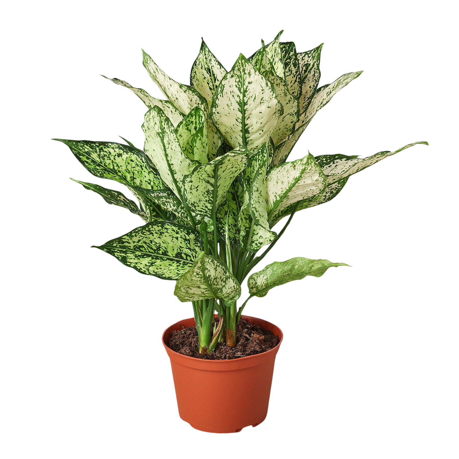 Chinese Evergreen First Diamond