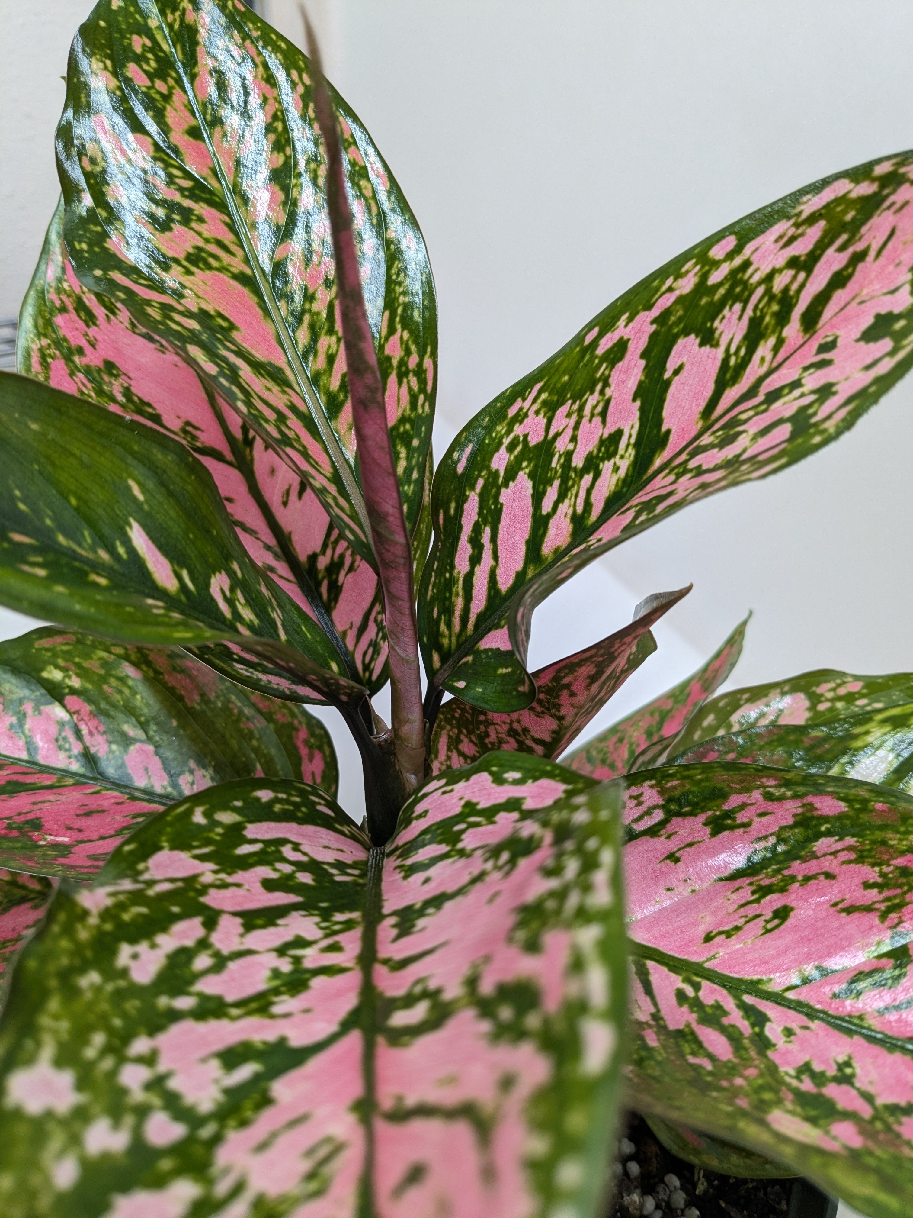 Chinese Evergreen Wishes 1