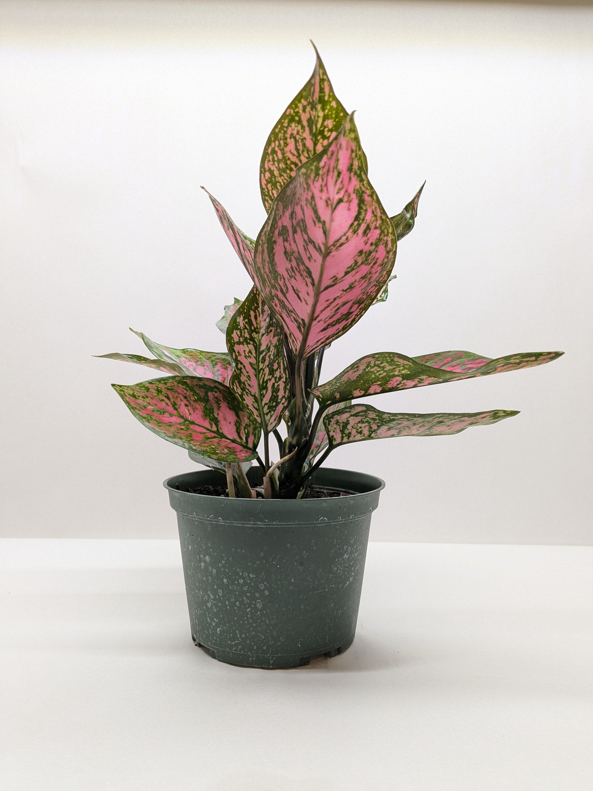 Chinese Evergreen Wishes 1