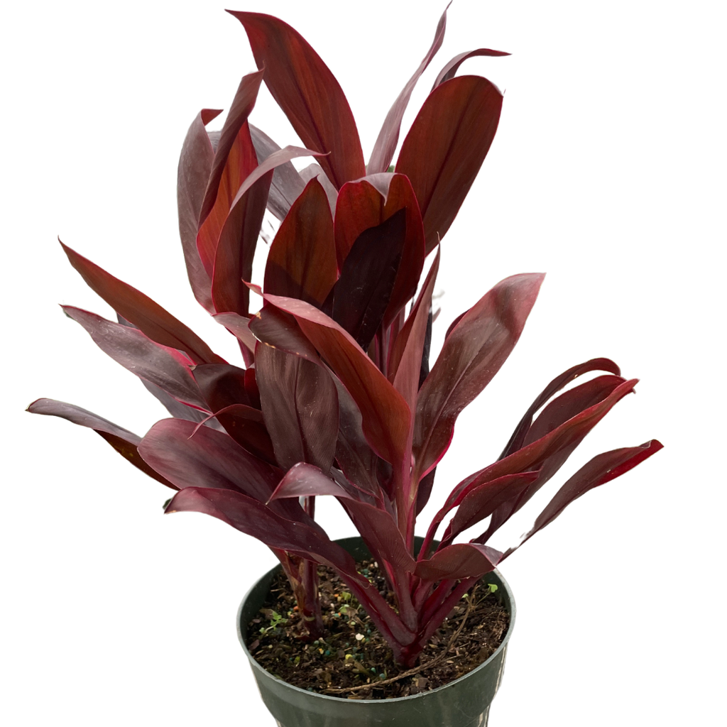 Cordyline Calypso Queen