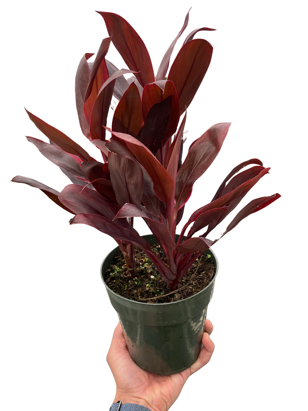 Cordyline Calypso Queen