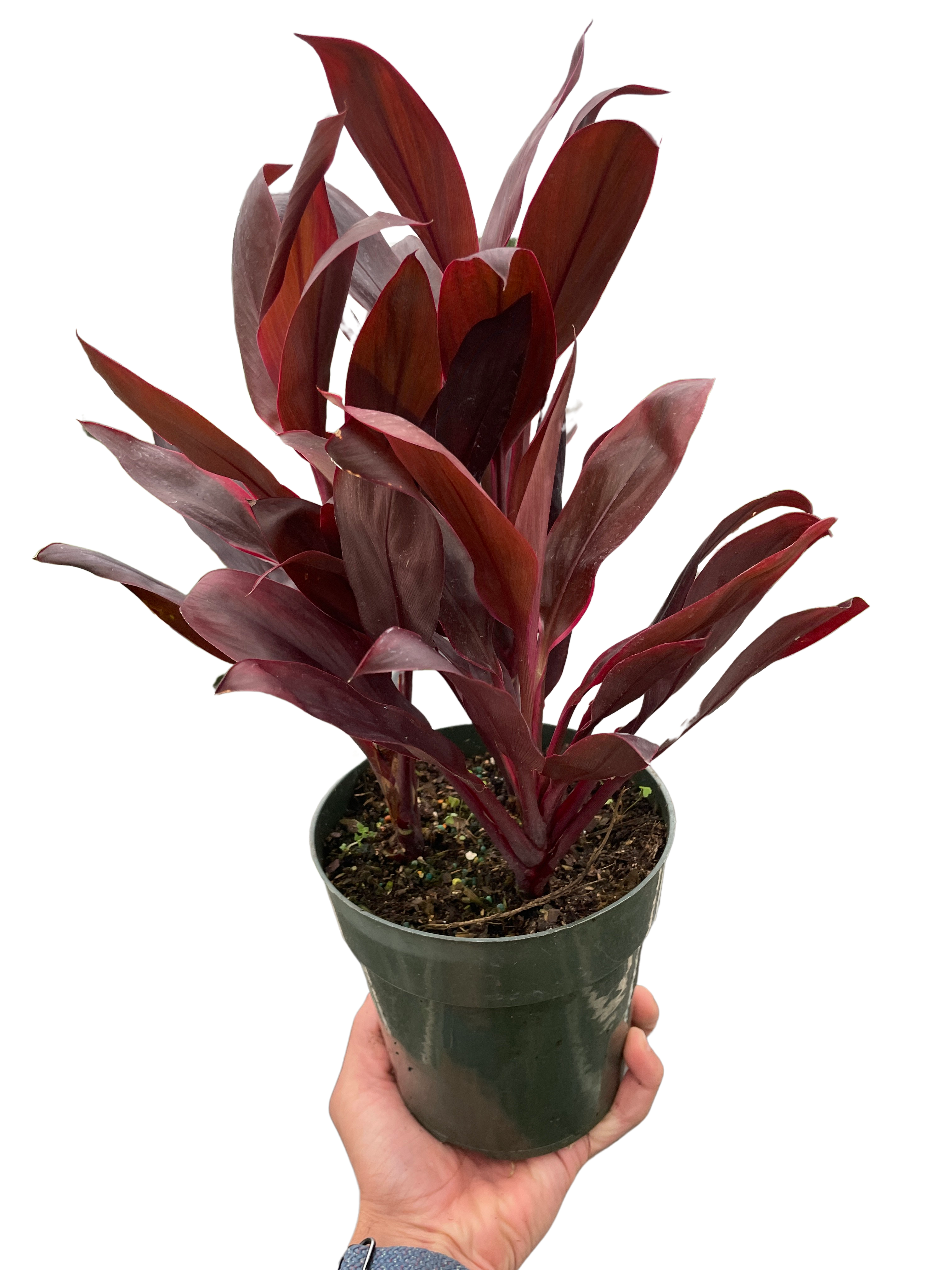 Cordyline Calypso Queen