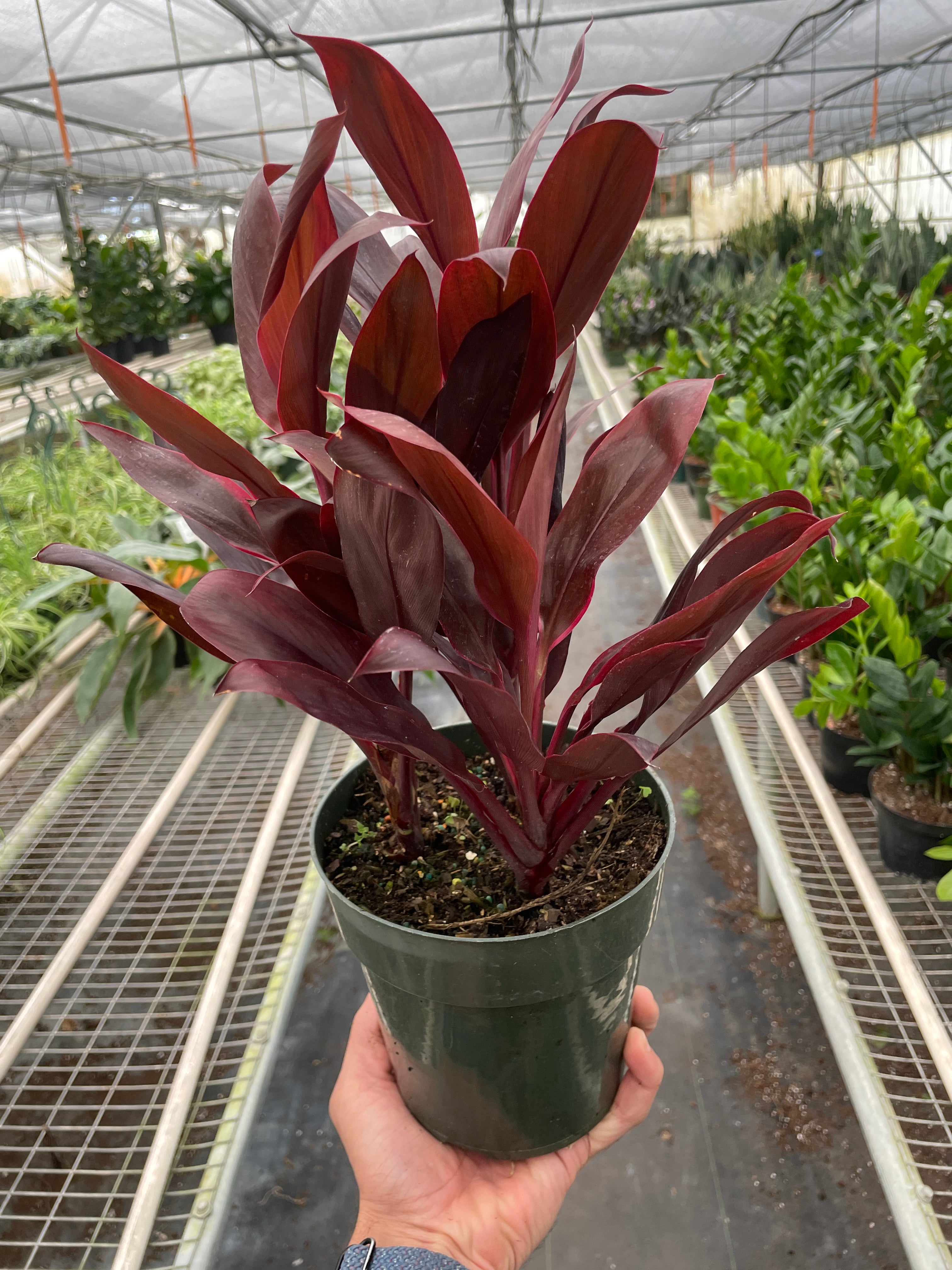 Cordyline Calypso Queen