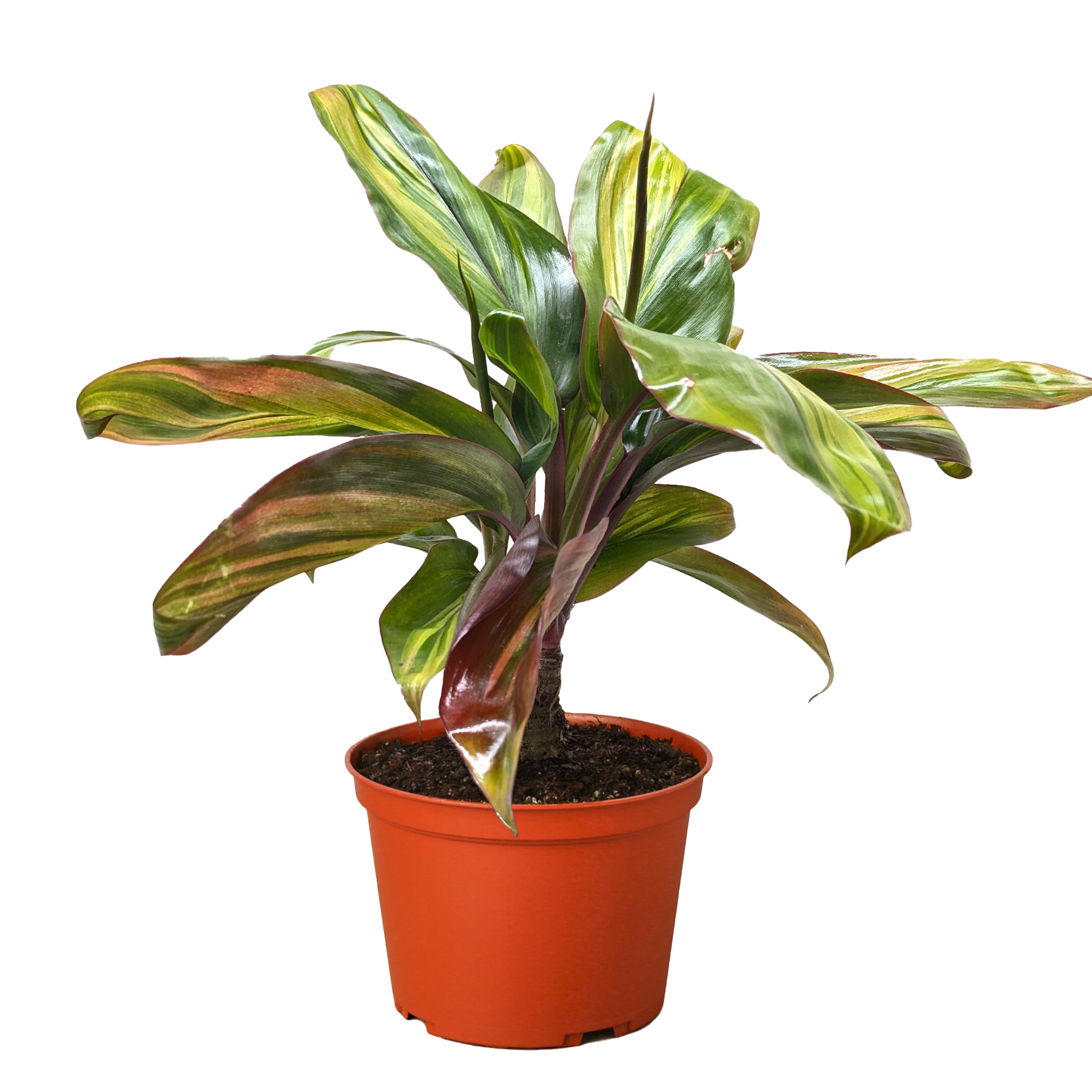 Cordyline Willies Gold