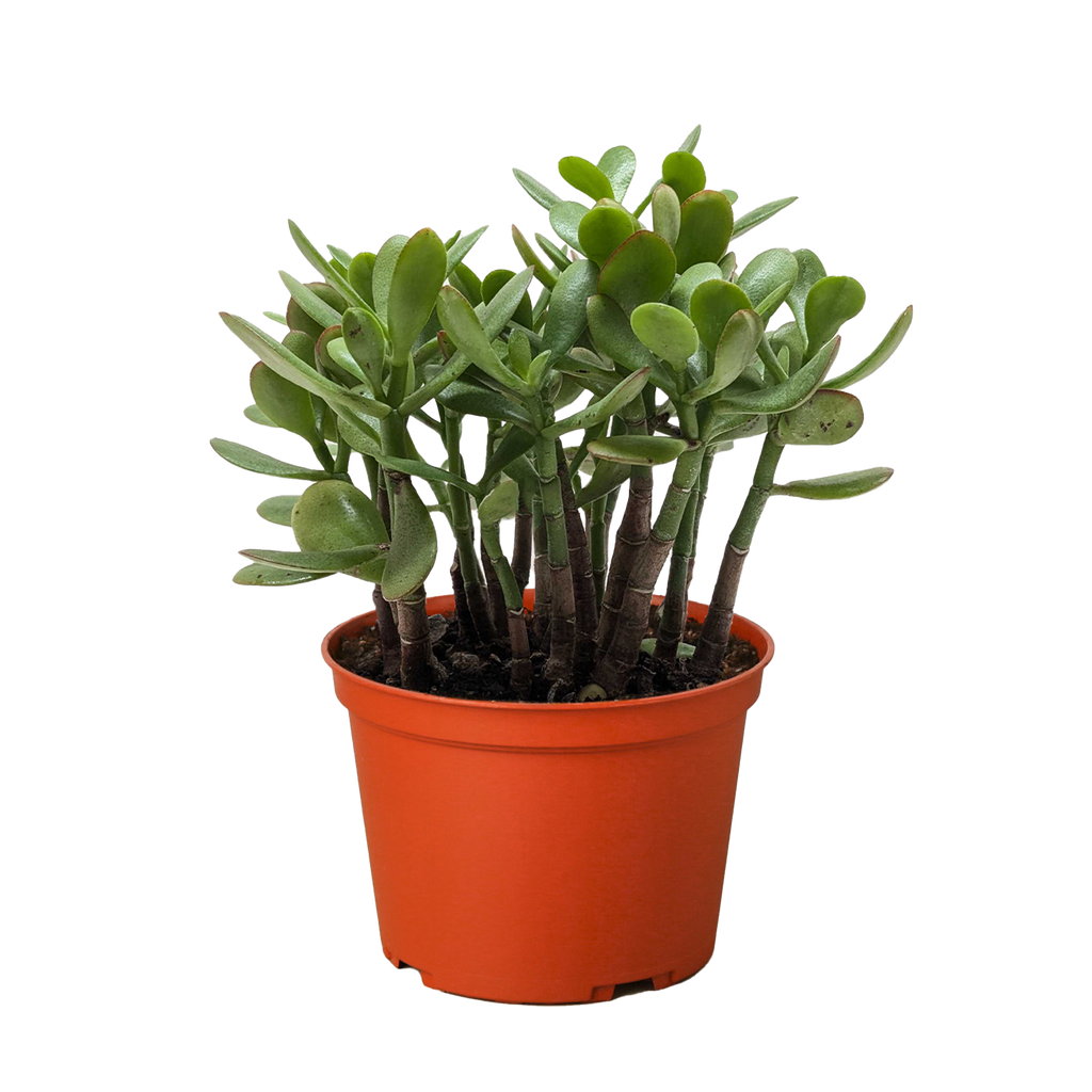 Succulent Crassula Jade