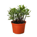 Succulent Crassula Jade