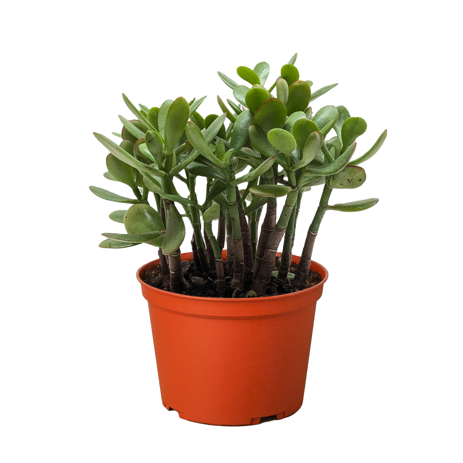 Succulent Crassula Jade