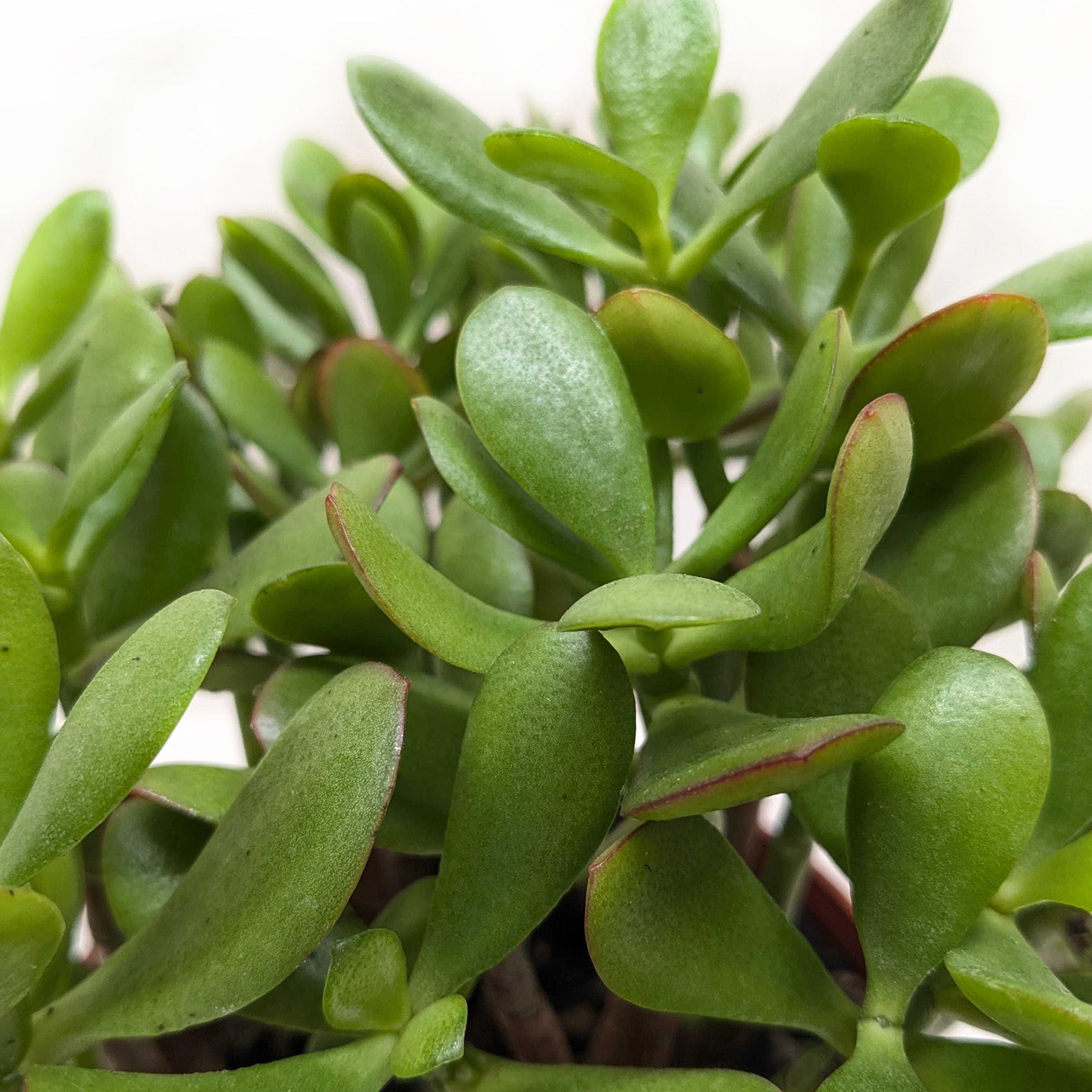 Succulent Crassula Jade