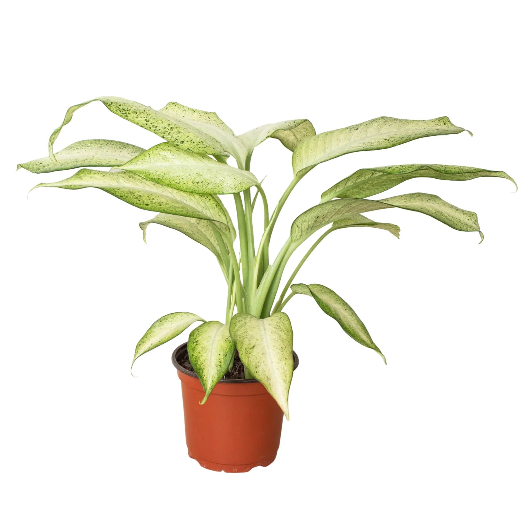 Dieffenbachia Camouflage