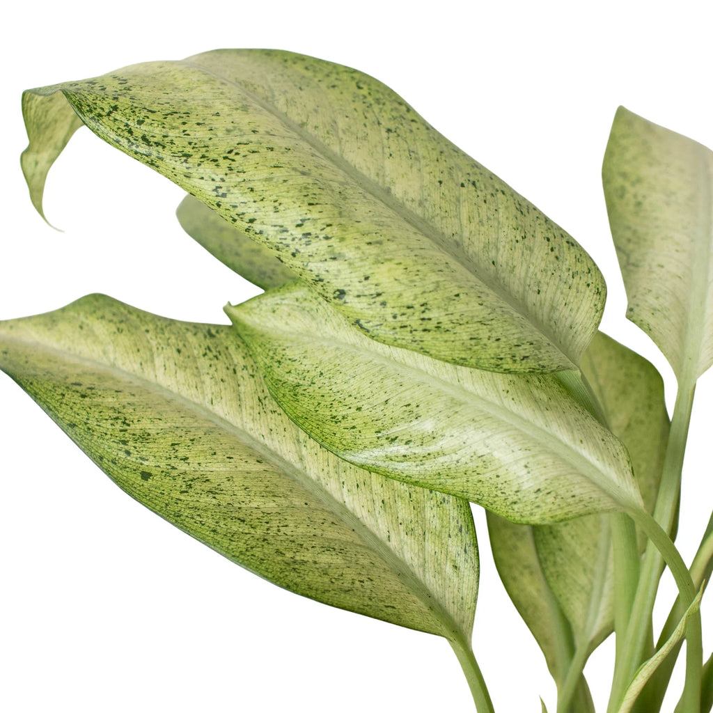 Dieffenbachia Camouflage