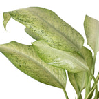 Dieffenbachia Camouflage