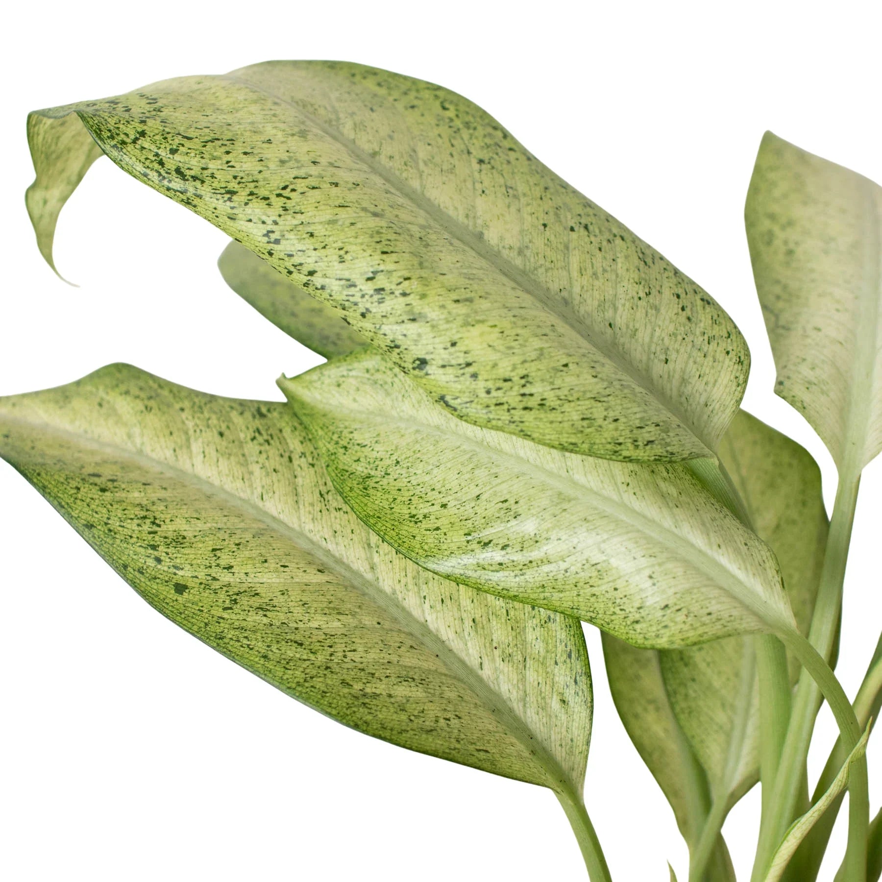 Dieffenbachia Camouflage