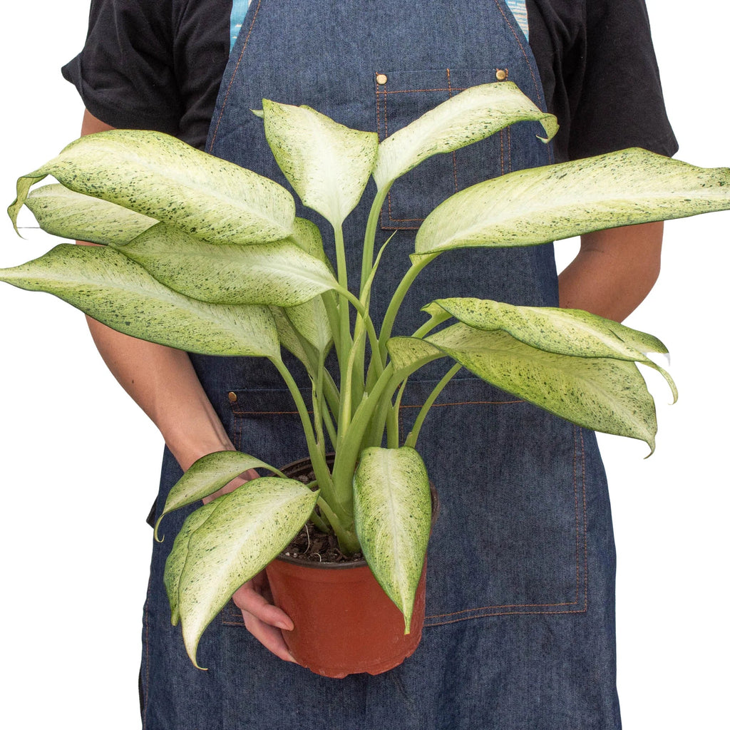 Dieffenbachia Camouflage
