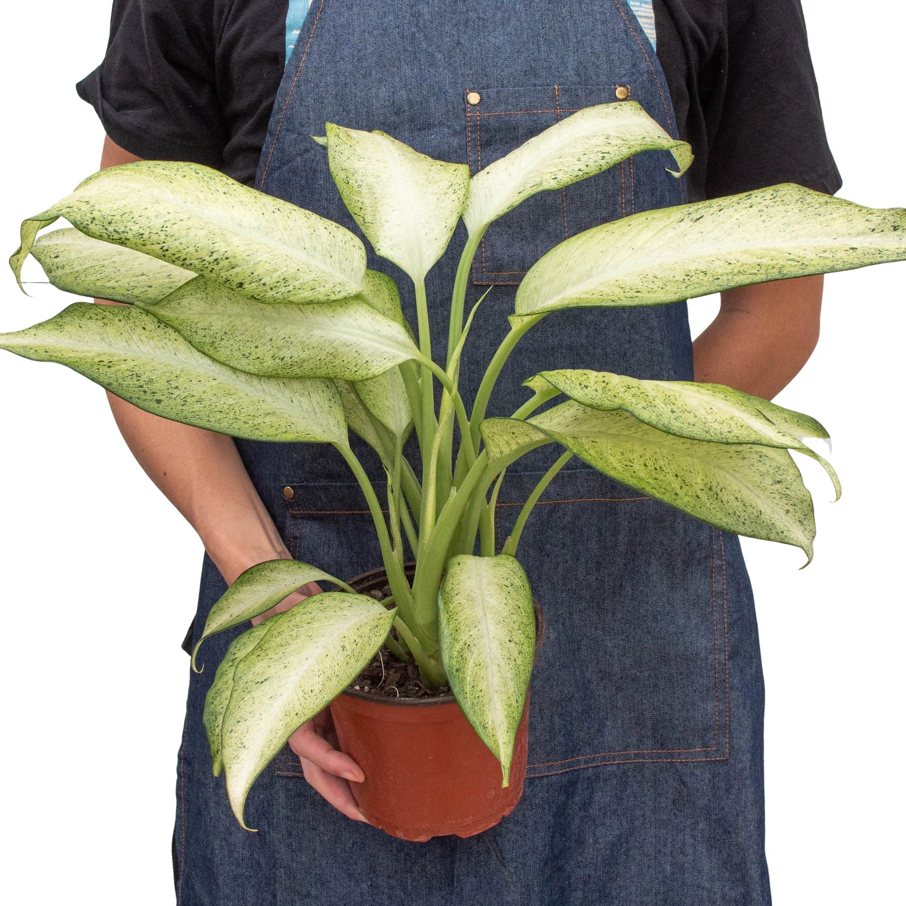 Dieffenbachia Camouflage