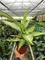 Dieffenbachia Camouflage