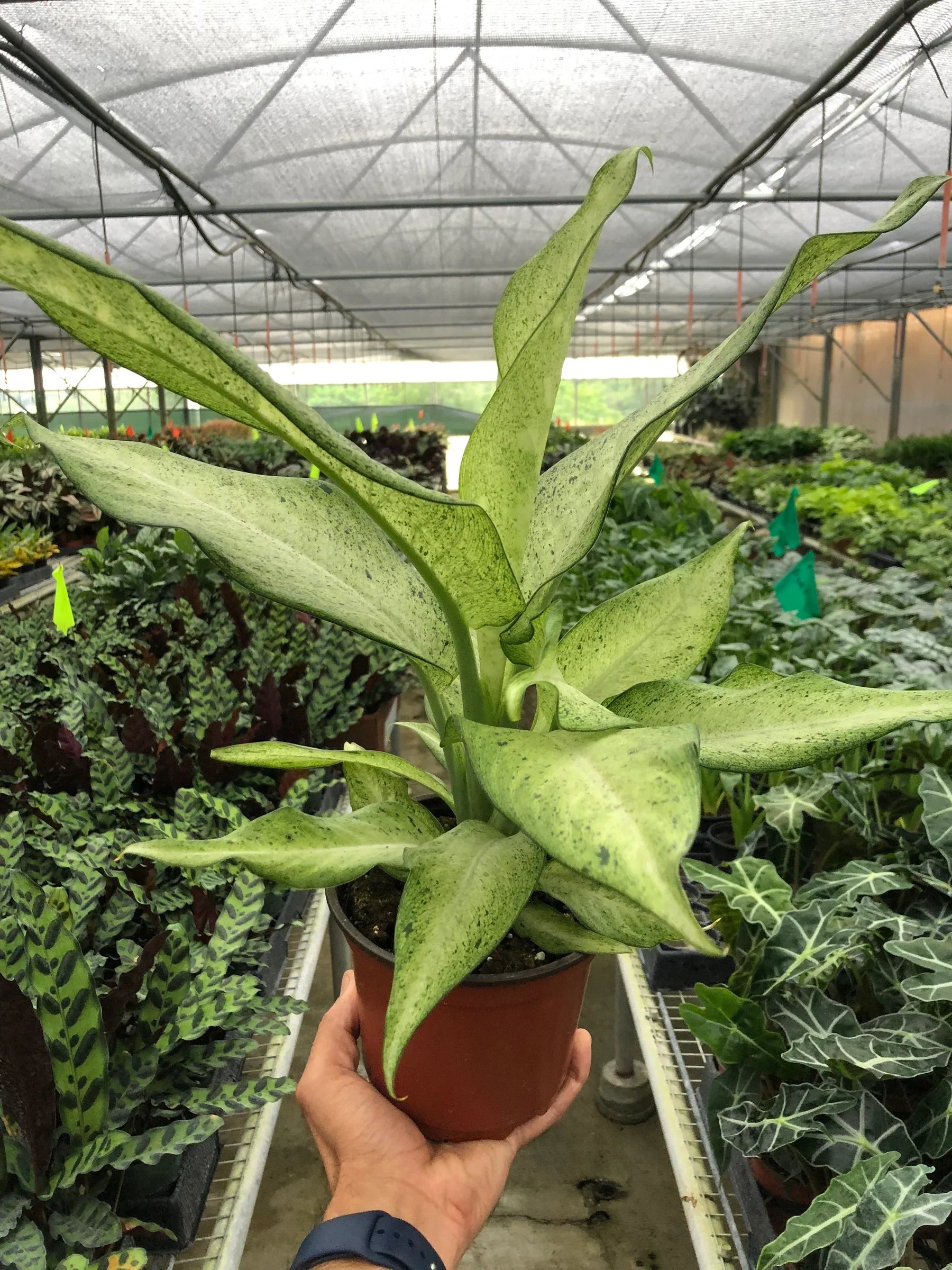Dieffenbachia Camouflage